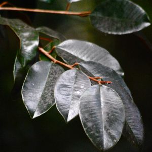 satin leaf